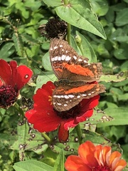 Anartia amathea