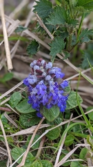 Ajuga reptans