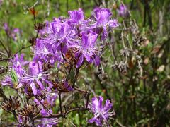 Rhododendron canadense