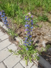 Echium vulgare