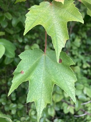 Acer rubrum