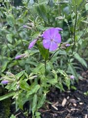 Phlox buckleyi