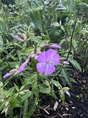 Phlox buckleyi