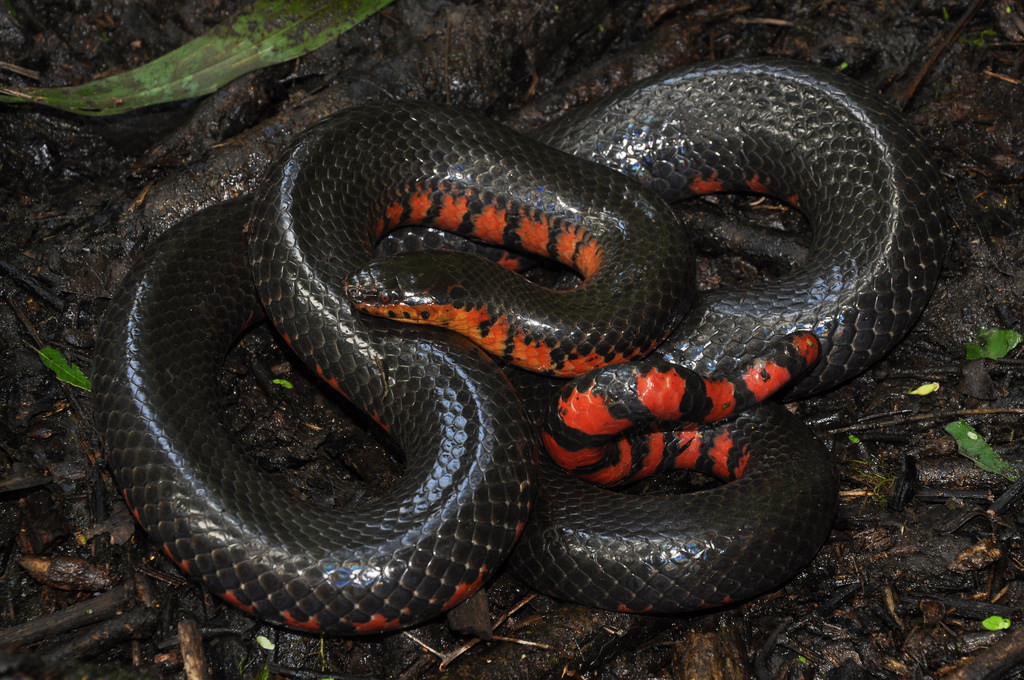 Mud Snake (Common Snakes Identification Guide for the Houston Area) · iNaturalist