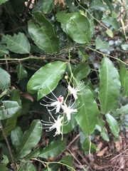 Capparis micracantha