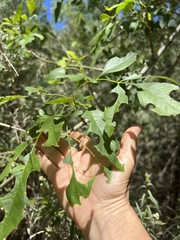 Pterygota