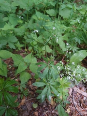 Galium odoratum