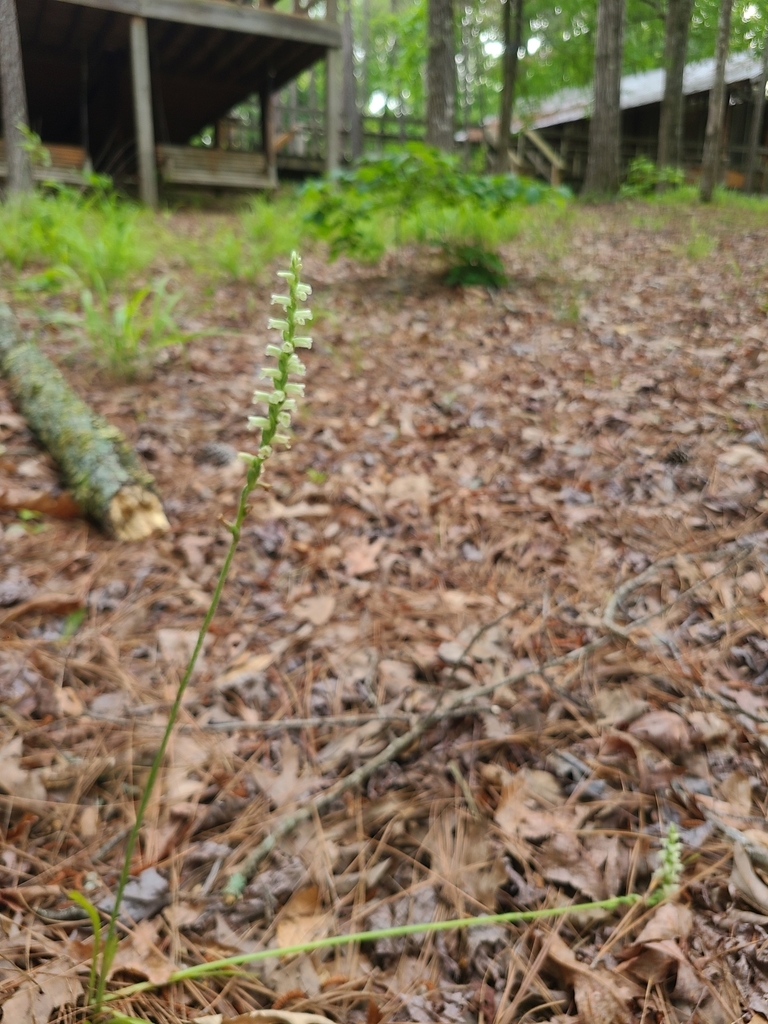Spiranthes sylvatica