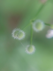 Galium odoratum