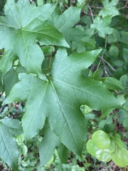 Liquidambar styraciflua