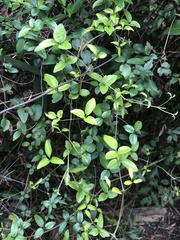 Clematis formosana