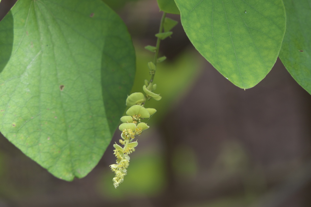 Velvetleaf (Cissampelos pareira)