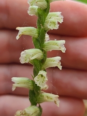 Spiranthes sylvatica