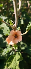 Sphaeralcea bonariensis