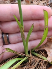 Spiranthes sylvatica