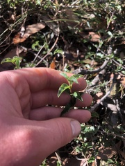 Podolobium procumbens