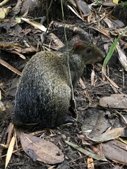 Dasyprocta punctata