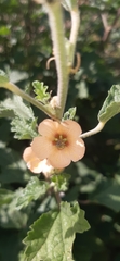 Sphaeralcea bonariensis