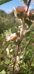 Sphaeralcea bonariensis