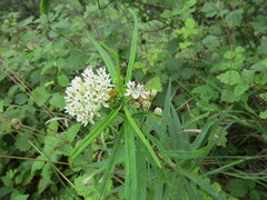 Asclepias angustifolia