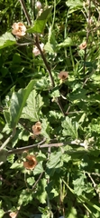 Sphaeralcea bonariensis