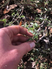 Podolobium procumbens