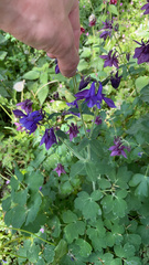 Aquilegia vulgaris