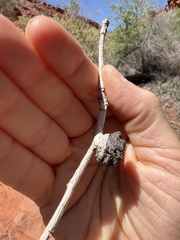 Pemphigus populiramulorum