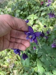 Aquilegia vulgaris