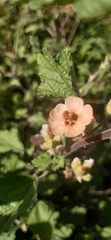 Sphaeralcea bonariensis