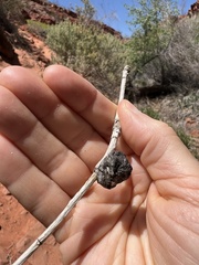 Pemphigus populiramulorum