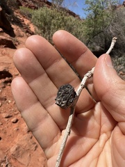 Pemphigus populiramulorum