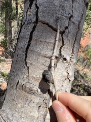 Pemphigus populiramulorum