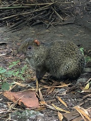 Dasyprocta punctata