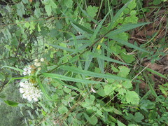 Asclepias angustifolia