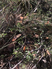 Podolobium procumbens