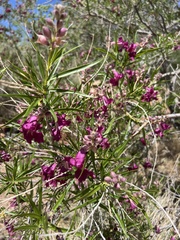 Chilopsis linearis