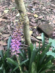 Aechmea gamosepala