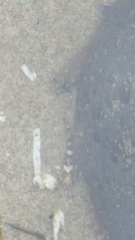 Oligocottus maculosus