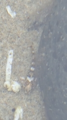 Oligocottus maculosus