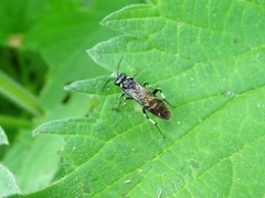 Macrophya albicincta