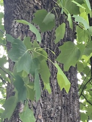 Liriodendron tulipifera