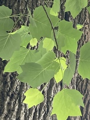 Liriodendron tulipifera