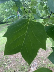 Liriodendron tulipifera