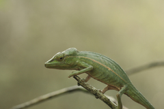 Short-Nosed Chameleon photo 3