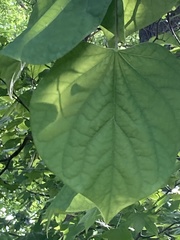 Cercis canadensis