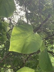 Cercis canadensis