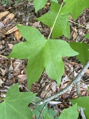 Liquidambar styraciflua