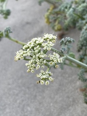 Dasispermum