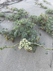 Dasispermum